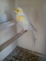 Canari mosaique jaune.25 euros piéce